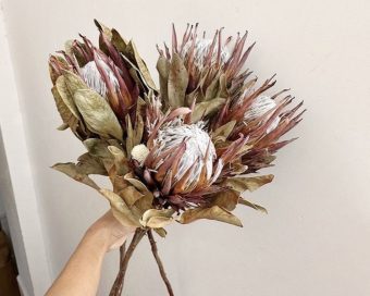Protea