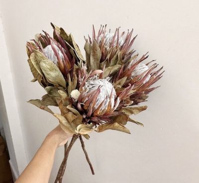 Protea