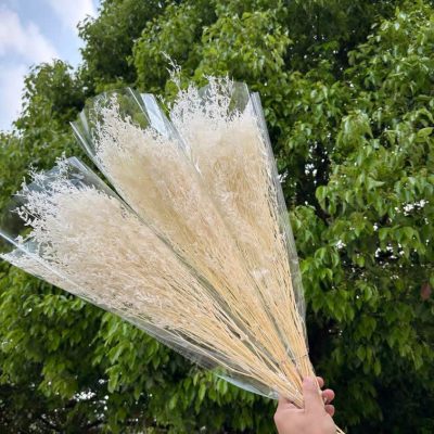 Stabilizovan limonium beli
