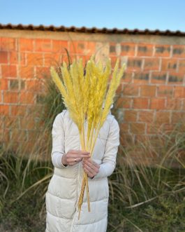 Mini žuti pampas