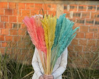 Mini žuti pampas