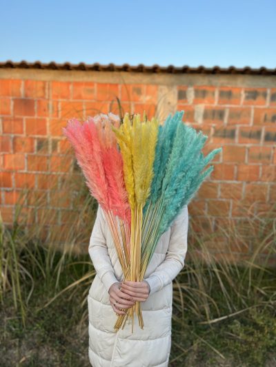 Mini plavi pampas - Slika 2
