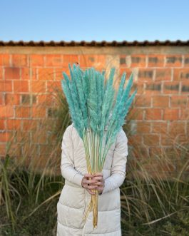 Mini plavi pampas