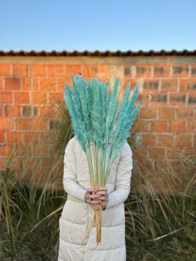 Mini plavi pampas