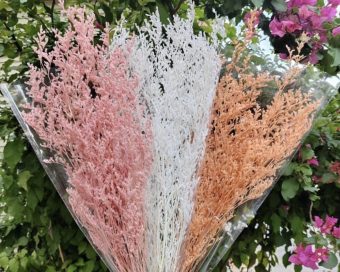 Stabilizovan limonium beli