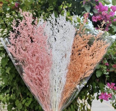 Stabilizovan limonium beli - Slika 2