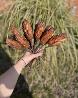 Suva mini protea