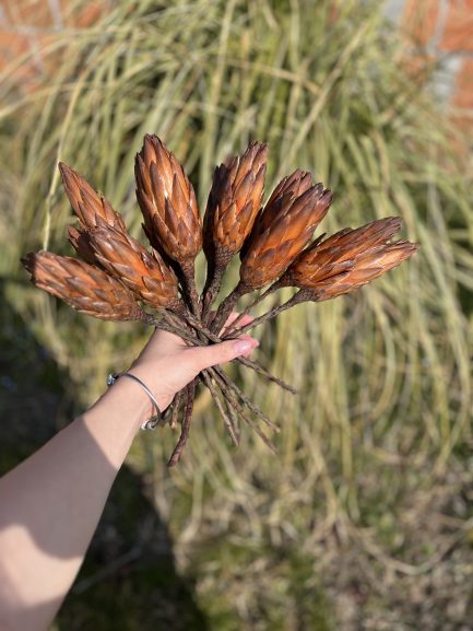 Suva mini protea