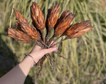 Suva mini protea
