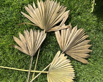 Mini suve palme bodljikave