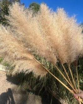 Beli nature pampas domaća berba