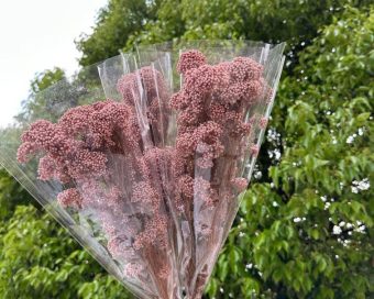 Pirinčani cvet roze