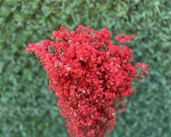 Crvena dehidrirana gipsofila