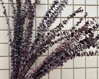 Dehidriran eukaliptus cinerea bordo