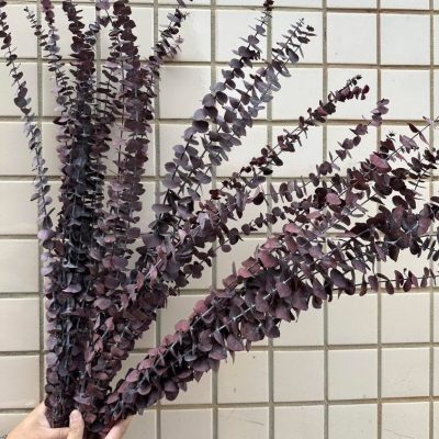 Dehidriran eukaliptus cinerea bordo