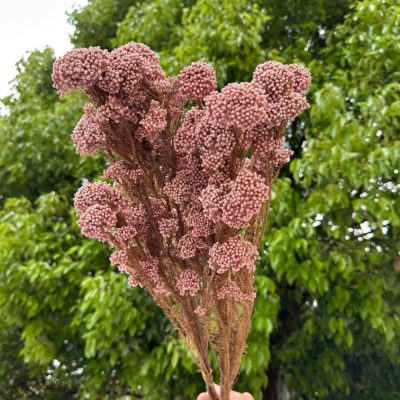 Pirinčani cvet roze