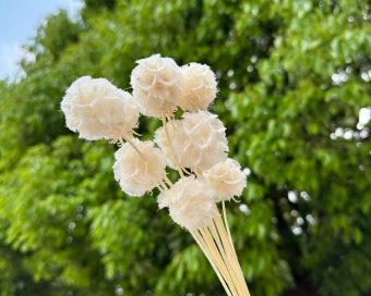 Dehidrirana bela scabiosa