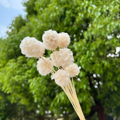 Dehidrirana bela scabiosa - Slika 2