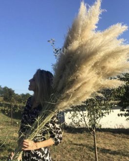 Beli nature pampas domaća berba