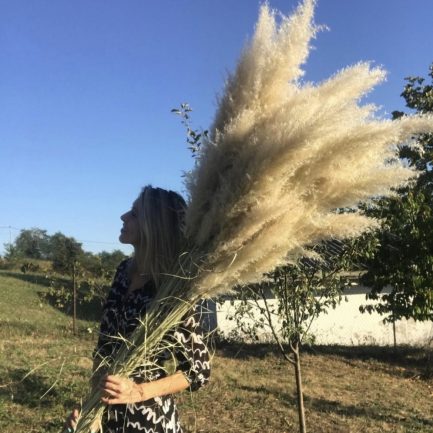 Beli nature pampas domaća berba