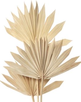 Mini suve palme bodljikave