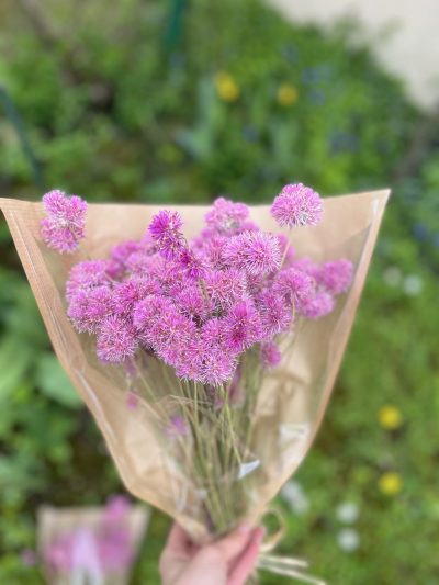 Gomphrena-šuškavac - Slika 7