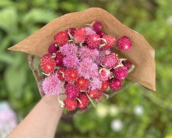 Gomphrena-šuškavac