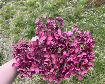 Dehidrirana hortenzija bordo-mini