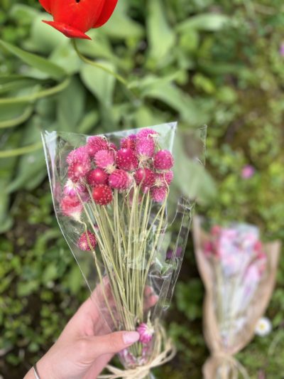 Gomphrena-šuškavac - Slika 4