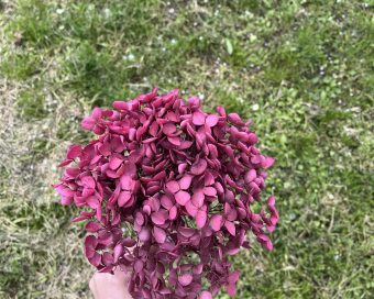 Dehidrirana hortenzija bordo-mini