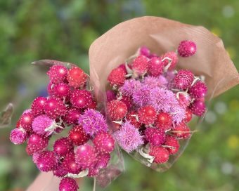 Gomphrena-šuškavac