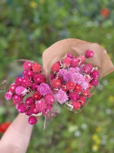 Gomphrena-šuškavac