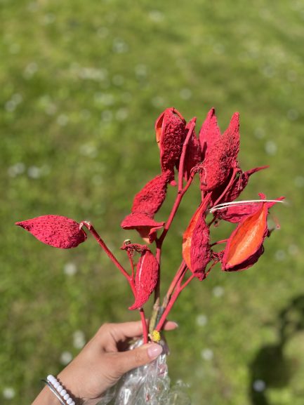 Papagajke - Image 3