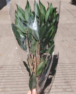 Dehidriran salal
