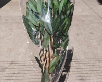 Dehidriran salal