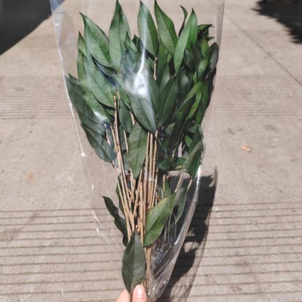 Dehidriran salal
