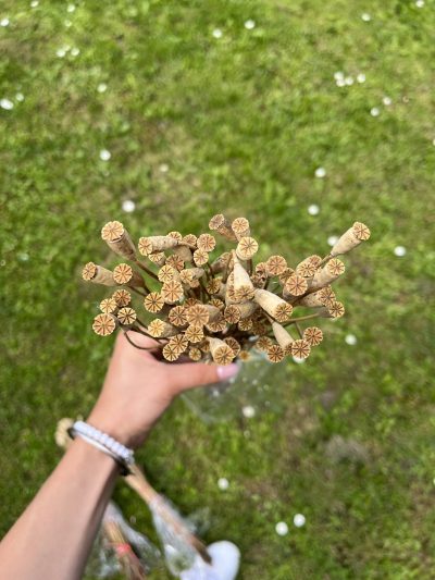 Bulke-mini mak - Slika 2