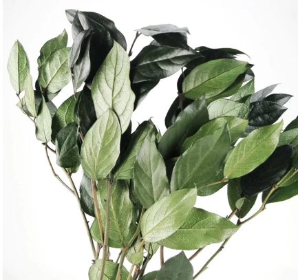 Dehidriran salal - Image 4