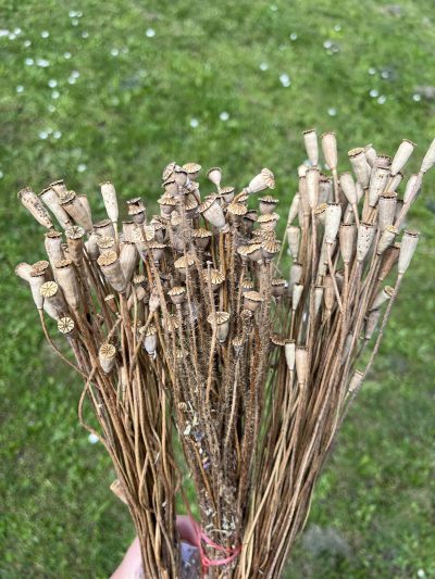 Bulke-mini mak - Slika 3