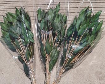 Dehidriran salal
