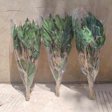 Dehidriran salal - Image 3