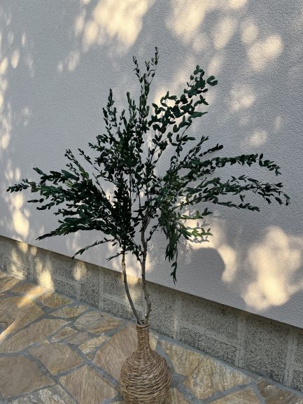 Drvo eukaliptusa gunni - Image 6