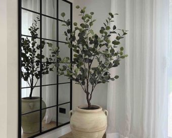 Drvo eukaliptus populus