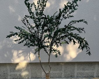 Drvo eukaliptusa gunni