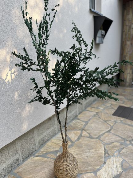 Drvo eukaliptusa gunni - Image 8