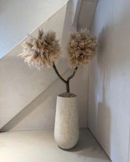 Pampas drvo