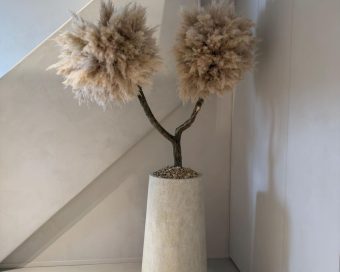 Pampas drvo