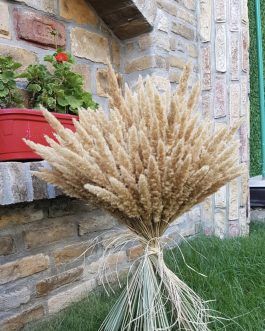 Mini golden pampas
