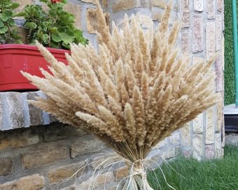 Mini golden pampas