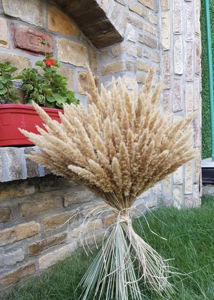 Mini golden pampas